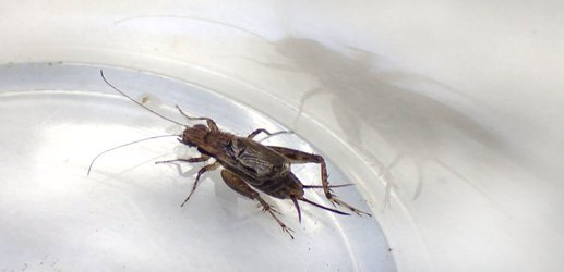 Rare half-female, half-male cricket leads a complicated life