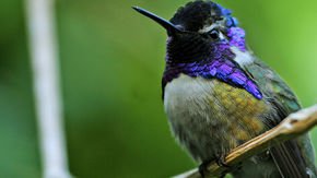 The trick to snagging a hummingbird chick? Good lighting