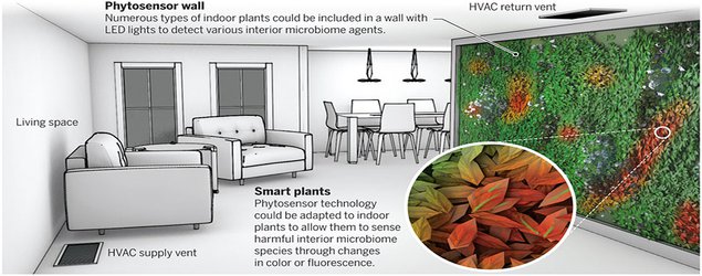 Could Houseplants Keep Tabs on the Health of Your Home?