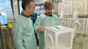 This scientist convinced an Australian city to become a haven for mosquitoes