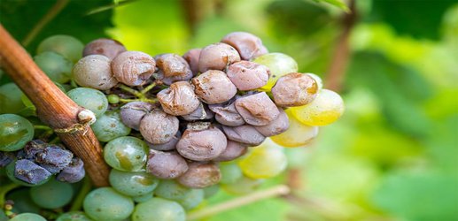 AI camera to help spot the best grapes for making pesticide-free wine