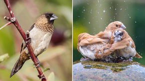 Can these birds explain how language first evolved?