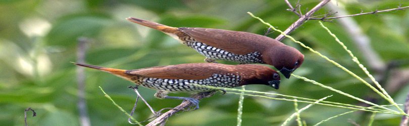 Podcast: Self-domestication may have led to language, and what makes us lead or defer