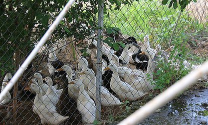 فروش تعداد محدودی اردک های اصلاح شده مرکز تحقیقات کشاورزی کتشال