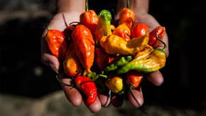 Ghost peppers are saving U.S. grasslands—by scaring off hungry mice