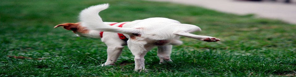 Small dogs urinate higher up lamp posts to make themselves seem bigger