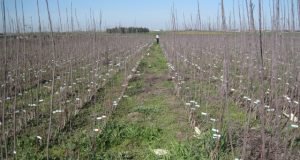 گزارش برنامه ها و اقدامات واحد ثبت مرکز تحقیقات و آموزش گلستان در حوزه نهال