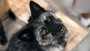 These docile foxes may hold some of the genetic keys to domestication