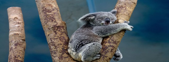 Koalas Use Ancient Viral DNA to Neutralize New Invaders