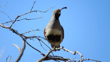 Climate Change Is Taking Down Birds in the Mojave Desert