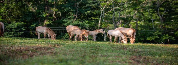 Four Foals Join the Herd of Przewalski’s Horses at the Smithsonian