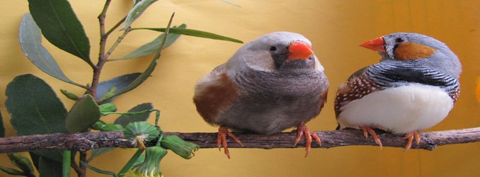 Zebra Finches Dream a Little Dream of Melody