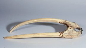 This walrus tusk trinket may shed light on the early days of Viking trading