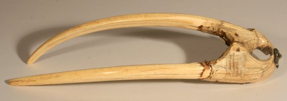 Lost Norse of Greenland fuelled the medieval ivory trade, ancient walrus DNA suggests