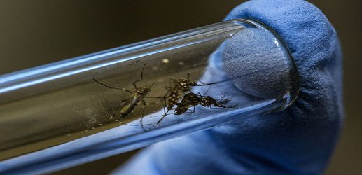 Dengue rates plummet in Australian city after release of modified mosquitoes