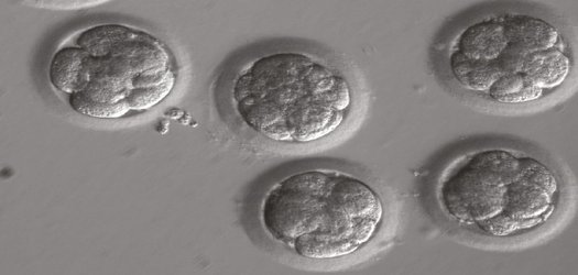 Did CRISPR really fix a genetic mutation in these human embryos?
