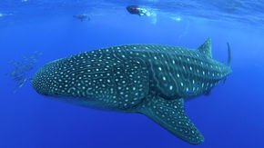 ‘Biological passports’ help researchers track the world’s biggest fish