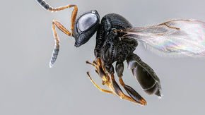 Scientists spent years on a plan to import this wasp to kill stinkbugs. Then it showed up on its own