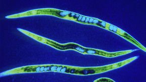 Worms may age because they cannibalize their own intestines