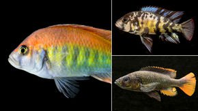 Ancient hookups between different species may explain Lake Victoria’s stunning diversity of fish