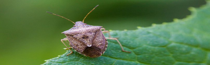 Debating the start date of our current geological age, and fighting off stink bugs
