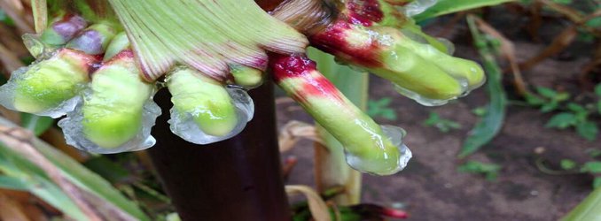 The Corn of the Future Is Hundreds of Years Old and Makes Its Own Mucus