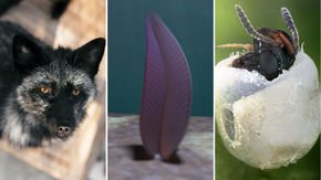 Top stories: friendly foxes, a creature from a lost world, and wasps that won’t wait