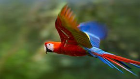 People might have bred tropical macaws in the desert 1000 years ago