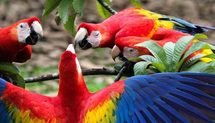 A Macaw Breeding Center Supplied Prehistoric Americans With Prized Plumage