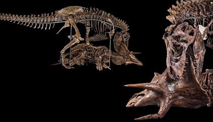 Why Curators Killed Hatcher, the 66-Million-Year-Old Triceratops