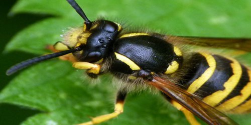 Help survey wasps over the bank holiday weekend