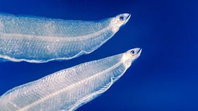 Endangered eel larvae make a tasty treat for fish in an ocean desert