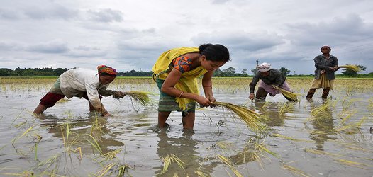 ‘Green revolution’ crops bred to slash fertilizer use