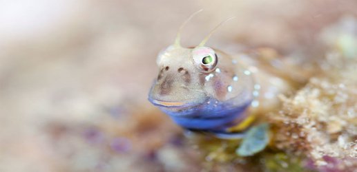 The male fish who eat their eggs because they want better babies