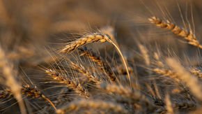 Wheat’s complex genome finally deciphered, offering hope for better harvests and nonallergenic varieties