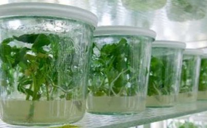 تولید گیاهان سخت تکثیر با روش جدید کشت بافت در کشور