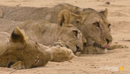 Hostile Lioness Withholds Food from Hungry Orphaned Cubs