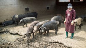 Can China, the world’s biggest pork producer, contain a fatal pig virus? Scientists fear the worst