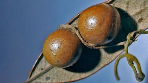 This parasitic ‘love vine’ is sucking the life out of freeloading wasps