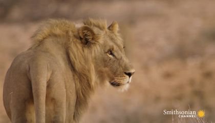 Five Young Lion Brothers Mate with One Lioness