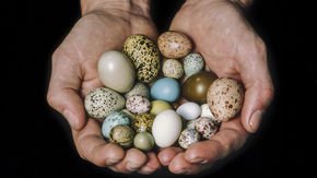 These eggs are putting a new spin on how shells get their shape