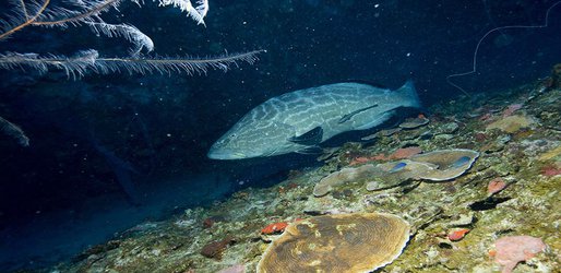 Hurricane Maria’s wrath leaves clues to coral reefs’ future