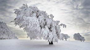 Climate change is making trees bigger, but weaker