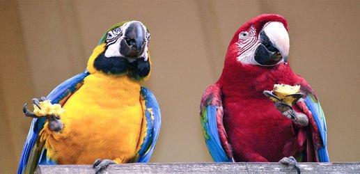 Parrots make wise investment decisions to get what they want: walnuts
