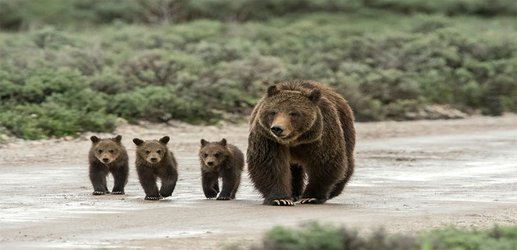 Call off the grizzly bear trophy hunt, it’s immoral and unscientific