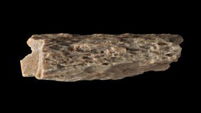 This ancient bone belonged to a child of two extinct human species