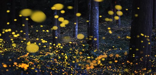 Fireflies don’t just glow for sex – they do it to warn away bats too