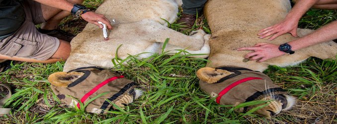 Lions Are Coming Back to Southern Malawi, Where They Haven't Been Seen for Decades