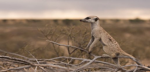 The most trusted meerkats are those with impeccable reputations