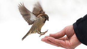 How the house sparrow made its home with humans